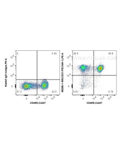 Anti-Mouse CD31 Rabbit Recombinant Antibody Proteintech  98258-1-RR