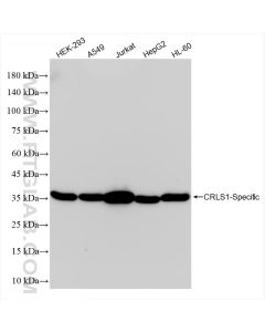 CRLS1-Specific Recombinant monoclonal antibody Proteintech  84302-1-RR