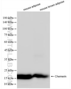Chemerin Recombinant monoclonal antibody Proteintech  83550-4-RR