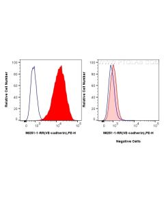 Anti-Mouse VE-cadherin/CD144 Rabbit Recombinant Antibody Proteintech  98251-1-RR