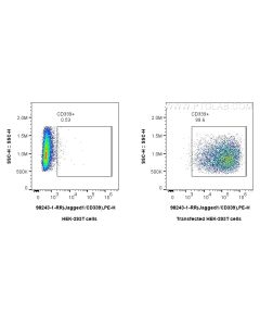 Anti-Human Jagged1/CD339 Rabbit Recombinant Antibody Proteintech  98243-1-RR