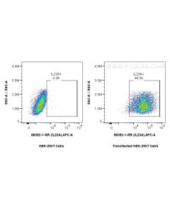 Anti-Mouse IL-23 p19 Rabbit Recombinant Antibody Proteintech  98392-1-RR