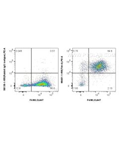 Anti-Mouse TIM4 Rabbit Recombinant Antibody Proteintech  98401-1-RR