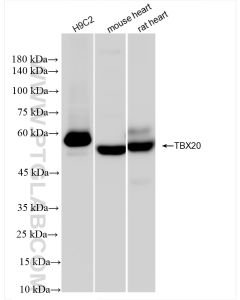 TBX20 Recombinant monoclonal antibody Proteintech  83414-5-RR