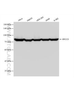 XRCC5/Ku80 Recombinant monoclonal antibody Proteintech  80325-6-RR