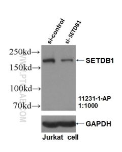 SETDB1 Polyclonal antibody Proteintech  11231-1-AP