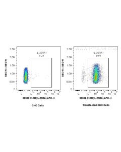 Anti-Human IL-20RA Rabbit Recombinant Antibody Proteintech  98512-2-RR