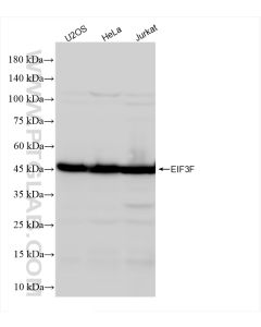 EIF3F Recombinant monoclonal antibody Proteintech  84131-5-RR