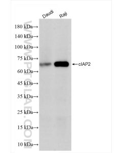 cIAP2 Recombinant monoclonal antibody Proteintech  84779-4-RR