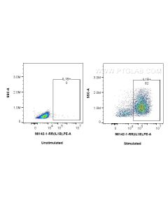 Anti-Human IL-1 beta Rabbit Recombinant Antibody Proteintech  98142-1-RR