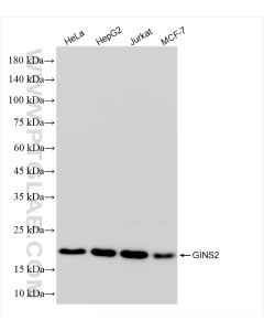 GINS2 Recombinant monoclonal antibody Proteintech  84486-2-RR