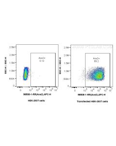 Anti-Mouse ACE2 Rabbit Recombinant Antibody Proteintech  98508-1-RR