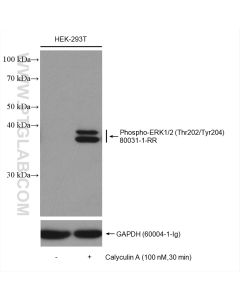 Phospho-ERK1/2 (Thr202/Tyr204) Recombinant monoclonal antibody Proteintech  80031-1-RR