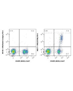 Anti-Mouse CD79b Rabbit Recombinant Antibody Proteintech  98217-1-RR