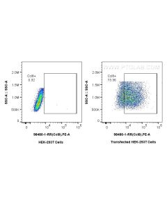 Anti-Mouse CCL8/MCP-2 Rabbit Recombinant Antibody Proteintech  98480-1-RR
