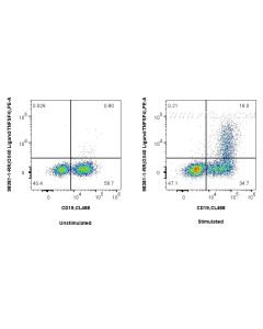 Anti-Mouse OX40L/TNFSF4 Rabbit Recombinant Antibody Proteintech  98381-1-RR