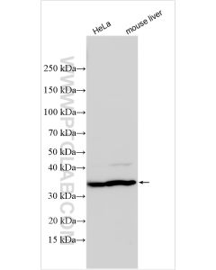 GHITM Recombinant monoclonal antibody Proteintech  83548-3-RR