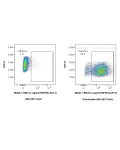 Anti-Rat Fas Ligand/CD178 Rabbit Recombinant Antibody Proteintech  98430-1-RR