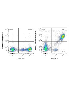 Anti-Human CEACAM1/3/6 (CD66a/c/d) Rabbit Recombinant Antibody Proteintech  98061-1-RR