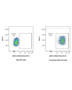 Anti-Mouse CD164 Rabbit Recombinant Antibody Proteintech  98419-3-RR