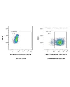 Anti-Rat VEGFR1/Flt-1 Rabbit Recombinant Antibody Proteintech  98418-2-RR