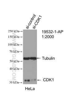 CDK1 Polyclonal antibody Proteintech  19532-1-AP