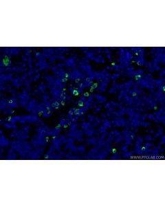 Anti-Mouse CD8a (5H10-1) Proteintech  65205-1-Ig