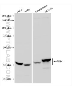PINK1 Recombinant monoclonal antibody Proteintech  81991-4-RR