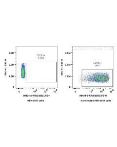 Anti-Mouse CD302 Rabbit Recombinant Antibody Proteintech  98434-2-RR
