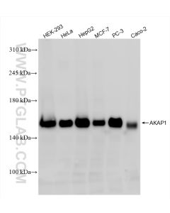 AKAP1 Recombinant monoclonal antibody Proteintech  85119-2-RR