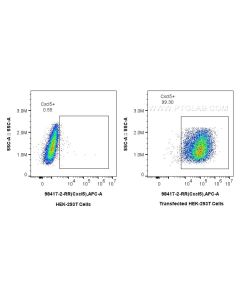 Anti-Mouse CXCL5 Rabbit Recombinant Antibody Proteintech  98417-2-RR