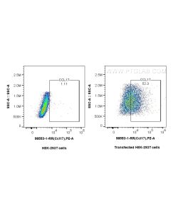 Anti-Mouse CCL17/TARC Rabbit Recombinant Antibody Proteintech  98553-1-RR