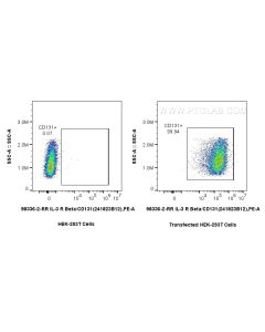 Anti-Human IL-3RB/CD131 Rabbit Recombinant Antibody Proteintech  98336-2-RR
