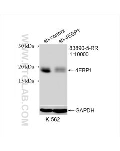 4EBP1 Recombinant monoclonal antibody Proteintech  83890-5-RR
