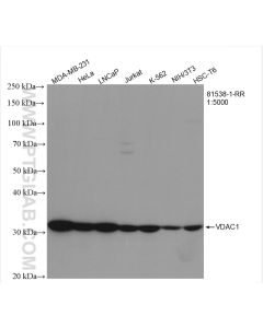 VDAC1/Porin Recombinant monoclonal antibody Proteintech  81538-1-RR