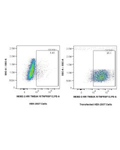 Anti-Mouse TWEAKR/CD266 Rabbit Recombinant Antibody Proteintech  98382-2-RR
