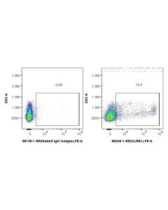 Anti-Rat KLRB1/CD161 Rabbit Recombinant Antibody Proteintech  98249-1-RR
