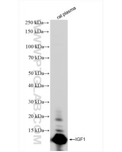 IGF1 Recombinant monoclonal antibody Proteintech  84782-5-RR