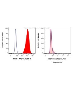 Anti-Human PSMA/GCPII Rabbit Recombinant Antibody Proteintech  98279-1-RR