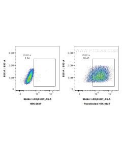Anti-Mouse CCL11/Eotaxin Rabbit Recombinant Antibody Proteintech  98464-1-RR