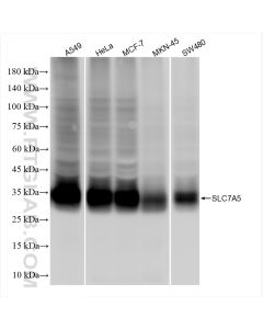 SLC7A5 Recombinant monoclonal antibody Proteintech  84178-5-RR