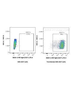 Anti-Mouse NGFR/TNFRSF16 Rabbit Recombinant Antibody Proteintech  98391-2-RR