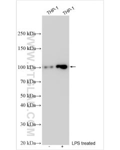 NLRP3 Polyclonal antibody Proteintech  19771-1-AP