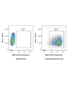 Anti-Mouse IL-13RA2 Rabbit Recombinant Antibody Proteintech  98407-3-RR
