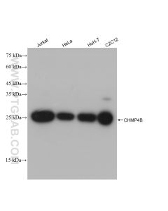 CHMP4B Recombinant monoclonal antibody Proteintech  81691-2-RR