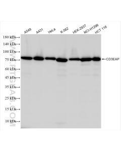 CD3EAP Recombinant monoclonal antibody Proteintech  84139-4-RR