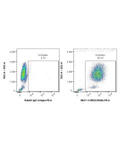 Anti-Human S100A8 Rabbit Recombinant Antibody Proteintech  98411-3-RR