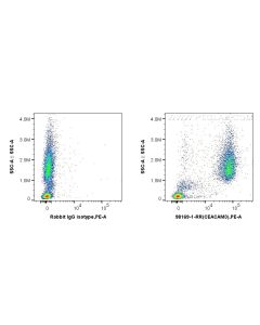 Anti-Human CEACAM3/6 (CD66c/d) Rabbit Recombinant Antibody Proteintech  98169-1-RR