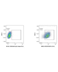 Anti-Human TNFRSF21/DR6 Rabbit Recombinant Antibody Proteintech  98523-2-RR