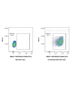Anti-Human TMIGD2/CD28H Rabbit Recombinant Antibody Proteintech  98263-1-RR